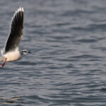 Mouette pygmée au large de la Grande-Motte, 19 mars 2016