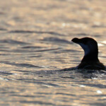 Pingouin torda au large de la Grande-Motte, 19 mars 2016