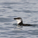 Pingouin torda au large de la Grande-Motte, 19 mars 2016