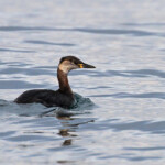 Grèbe jougris au large de la Grande-Motte, 19 mars 2016