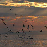 Au large de la Grande-Motte, 19 mars 2016