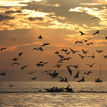 Au large de la Grande-Motte, 19 mars 2016