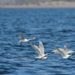 Sternes caugeks au large de la Grande-Motte, 19 mars 2016