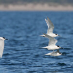 Sternes caugeks au large de la Grande-Motte, 19 mars 2016