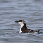 Pingouin torda au large de la Grande-Motte, 19 mars 2016