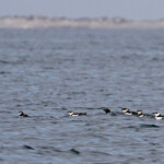Pingouins tordas au large de la Grande-Motte, 19 mars 2016 pingouin torda