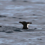 Pingouins tordas au large de la Grande-Motte, 19 mars 2016