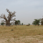 Baobabs près de kaolack