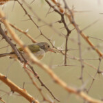 Camaroptère à tête grise, près de kaolack