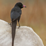 Piapiac africain près de kaolack