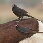 Piapiac africain près de kaolack