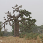 Baobabs près de kaolack