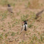 Vanneau à tête noire près de Kaolack