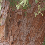 Heliosciure de gambie vers Kaolack