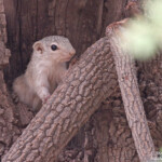 Heliosciure de gambie vers Kaolack