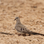 Tourterelle masquée près de Kaolack