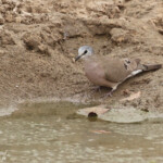 Tourtelette d'Abyssinie près de Kaolack