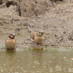 Amadine cou coupé près de Kaolack