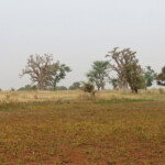 Baobabs près de kaolack