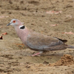 Tourterelle pleureuse près de Kaolack