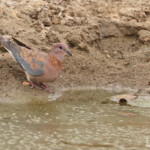Tourterelle maillée près de Kaolack