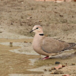 Tourterelle rieuse près de Kaolack