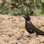 Alecto à bec blanc près de Kaolack