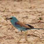 Rollier d'Abyssinie près de Kaolack