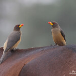 Pique-boeuf à bec jaune près de Kaolack