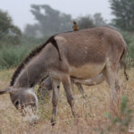 Pique-boeuf à bec jaune près de Kaolack