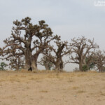Baobabs près de kaolack