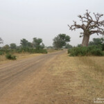 Baobabs près de kaolack