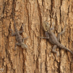 Agame des colons, près de kaolack