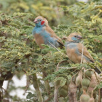 Cordonbleu à joues rouges près de kaolack