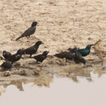 Moineaux, alectos, choucadors près de kaolack