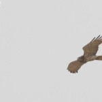 Circaète Jean-le-Blanc, près de kaolack