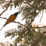 Souimanga pygmée près de kaolack