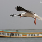Mouette à tête grise, Djiffer, Sénégal