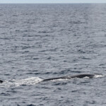 Rorqual commun au large de Sanary