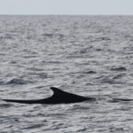 Rorqual commun au large de Sanary