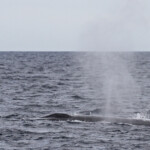 Rorqual commun au large de Sanary
