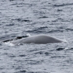 Rorqual commun au large de Sanary