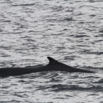 Rorqual commun au large de Sanary