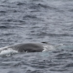 Rorqual commun au large de Sanary