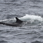 Rorqual commun au large de Sanary