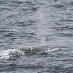 Rorqual commun au large de Sanary
