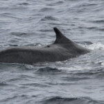 Rorqual commun au large de Sanary