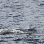 Rorqual commun au large de Sanary