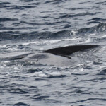Rorqual commun au large de Sanary