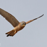 Faucon crécerellette, Sine Saloum, Sénégal 2015